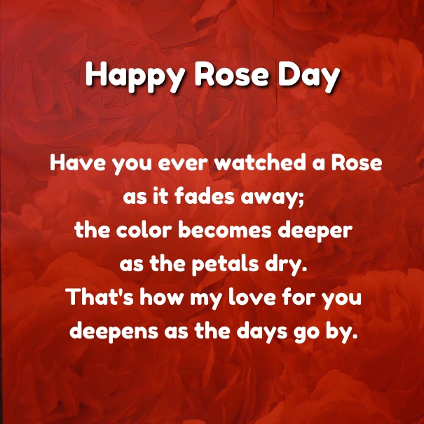 happy rose day have you ever watched a rose as it fades away