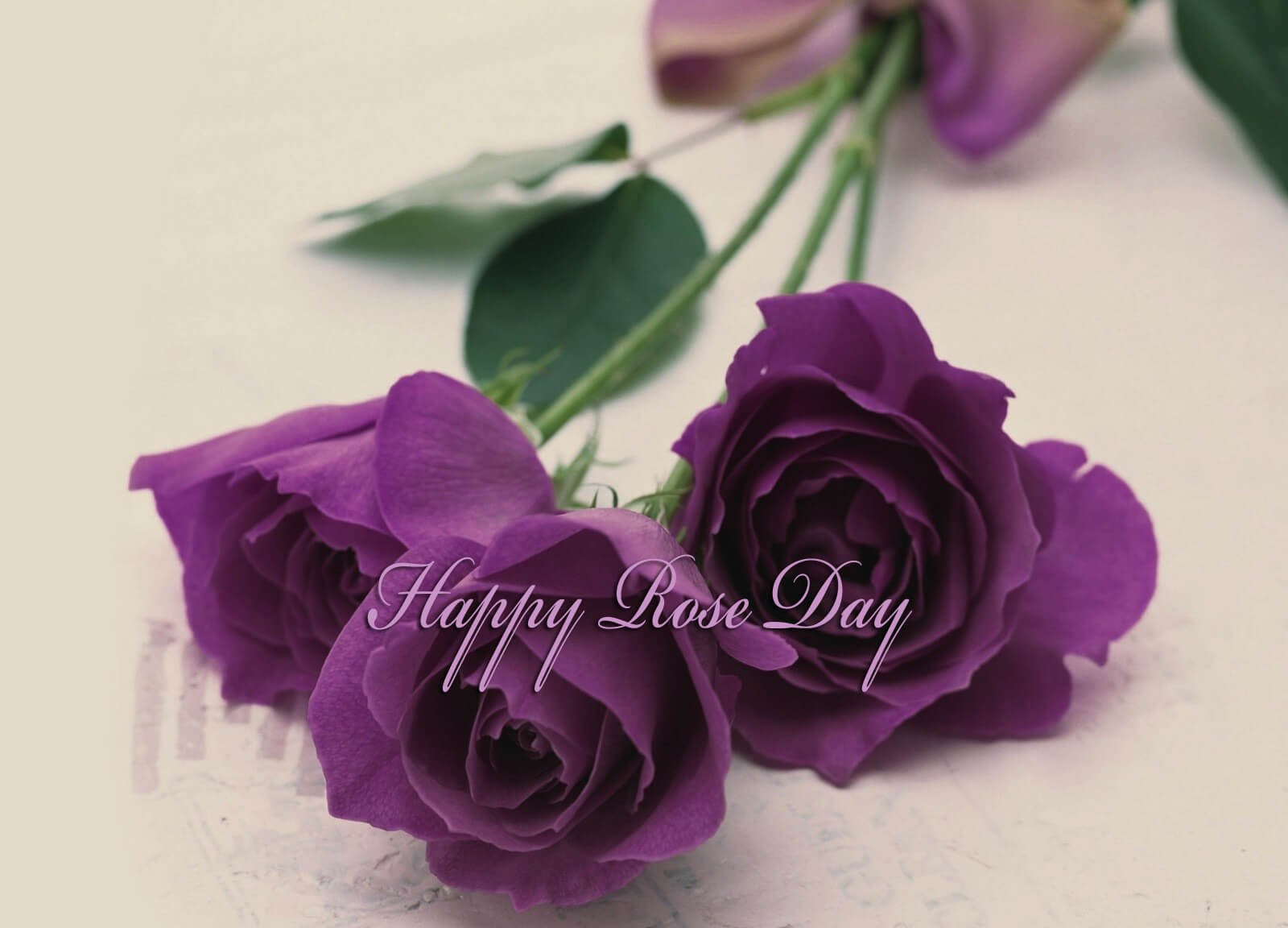 happy rose day purples roses picture