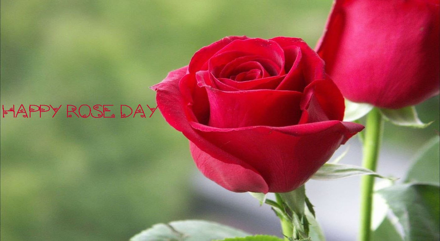 happy rose day red rose