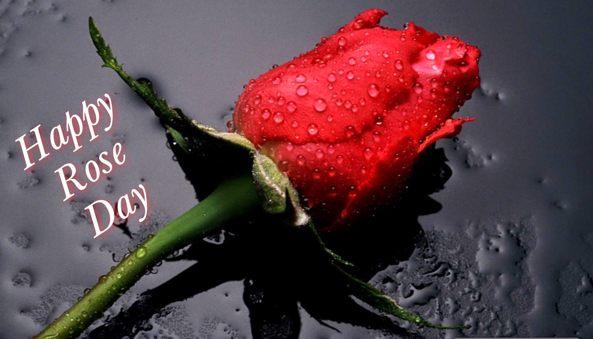 happy rose day rose bud with water drops