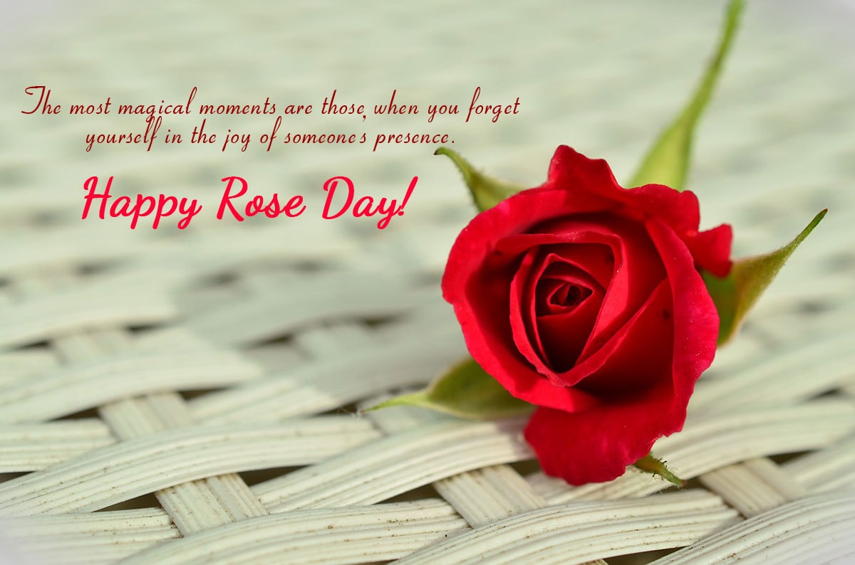 the most magical moment are those, when you forget yourself in the joy of someone’s presence. Happy Rose Day