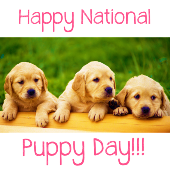 51 Happy National Puppy Day Wish Pictures