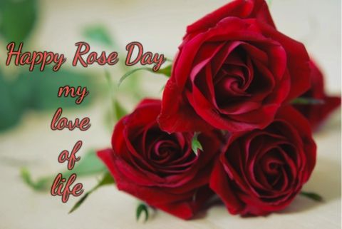 happy rose day my love of life