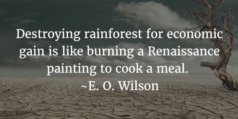 destroying rainforest for economic gain is like burning a renaissance painting to cook a meal. e.o wilson