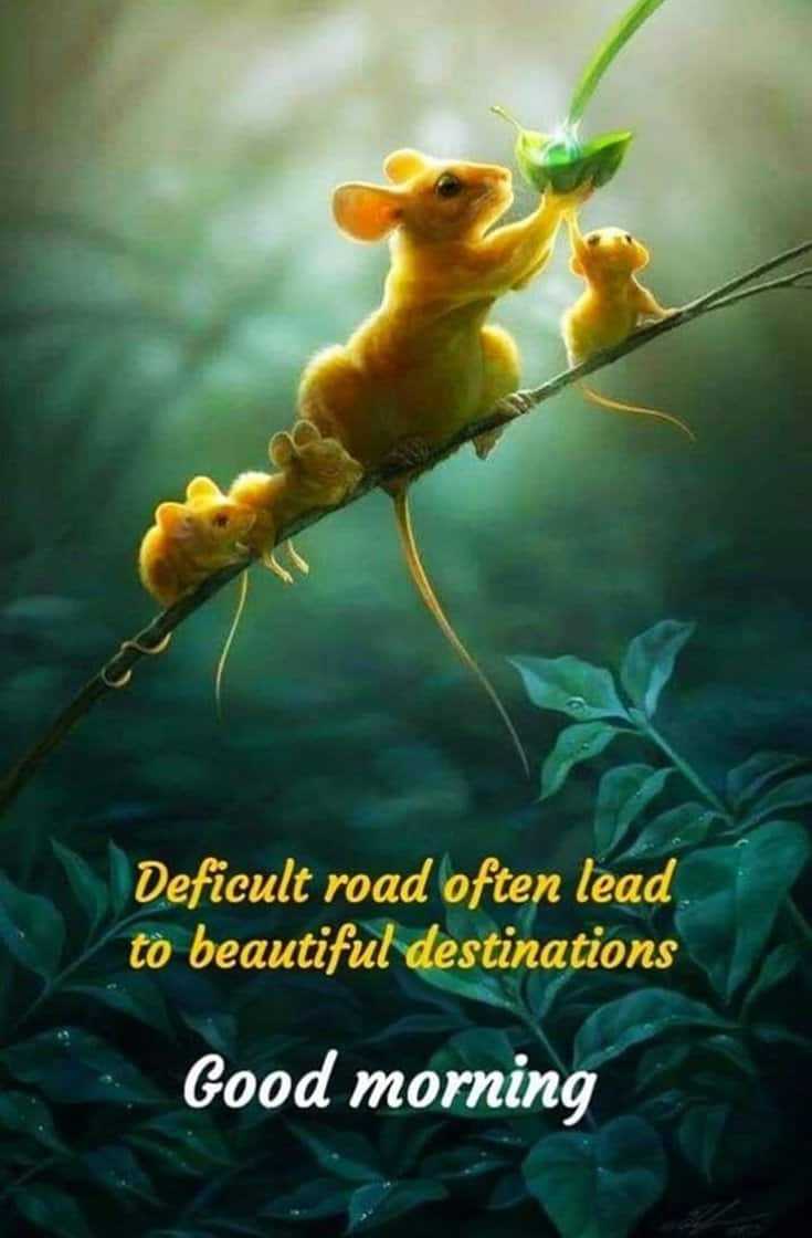 difficult road often lead to beautiful destinations.