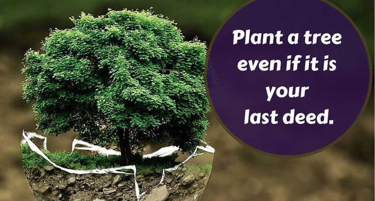 plant a tree even if it is your last deed