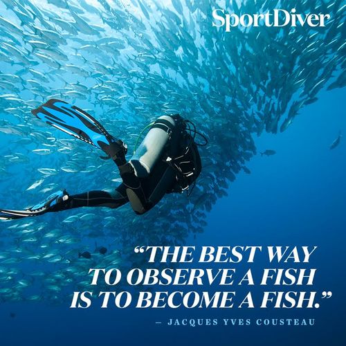 the best way to observe a fish is to become a fish. jacques yves cousteau