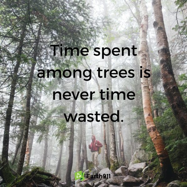 time spend among trees is never time wasted.